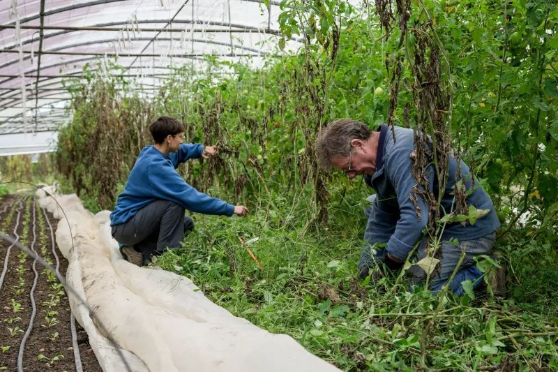 Les Landes Fertiles - 2 personnes travaillent sur des plants de tomates
